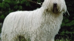 Câine comandor (foto): regele printre păstori